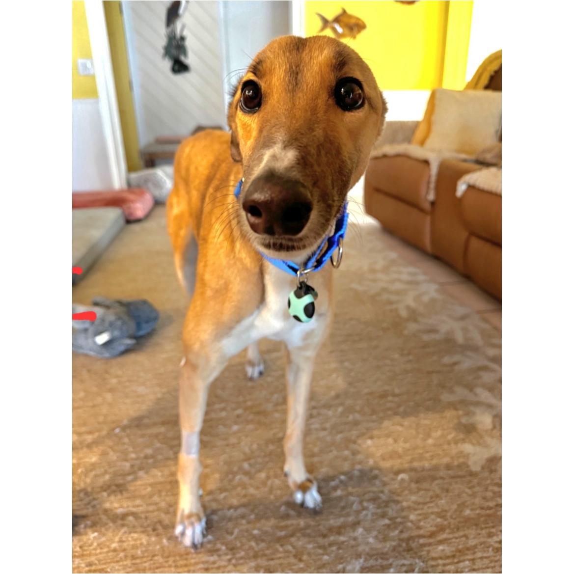 Enlarge Dancin Margot (Margot), a Adoptable Greyhound in Tarpon Springs, FL image 3/6