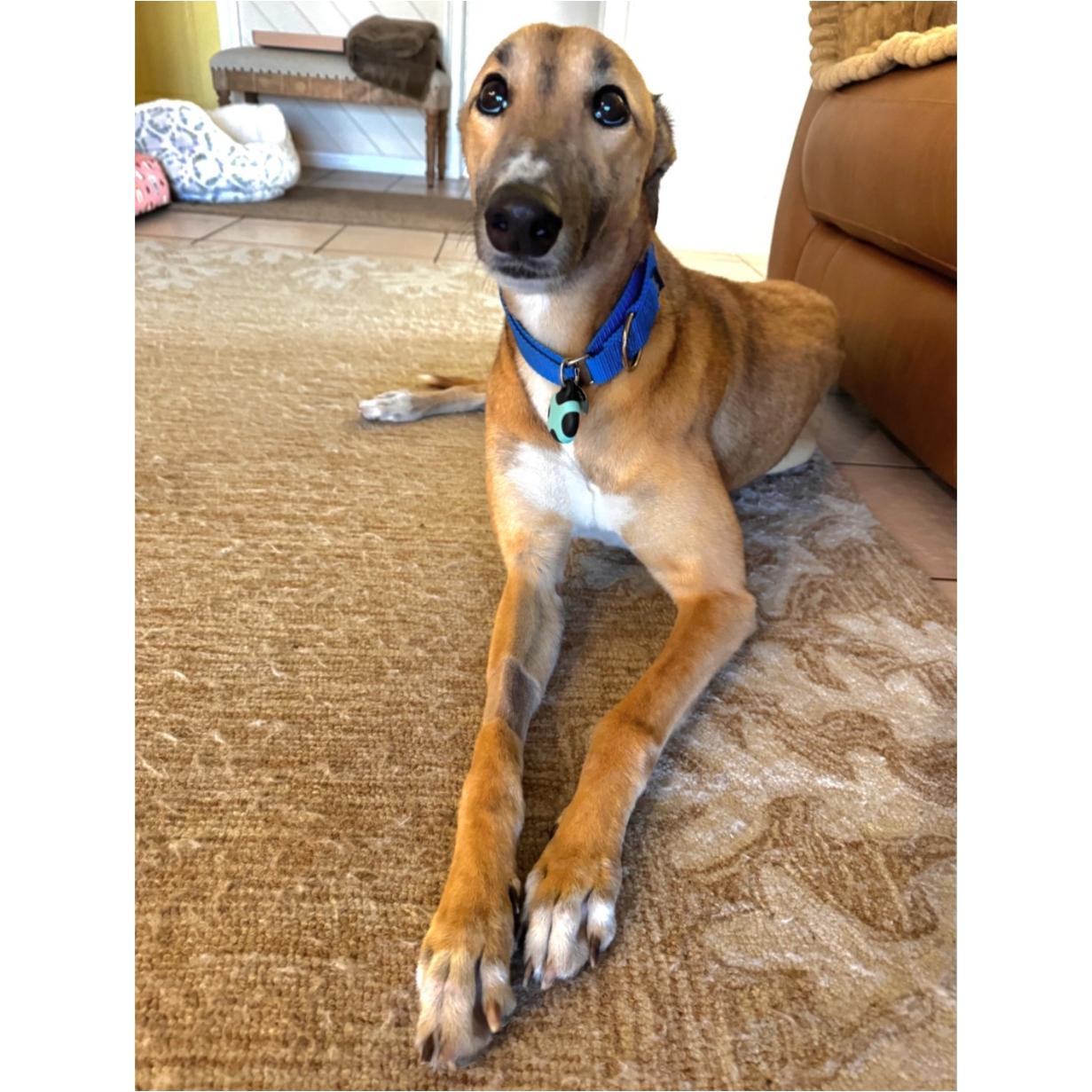 Enlarge Dancin Margot (Margot), a Adoptable Greyhound in Tarpon Springs, FL image 4/6