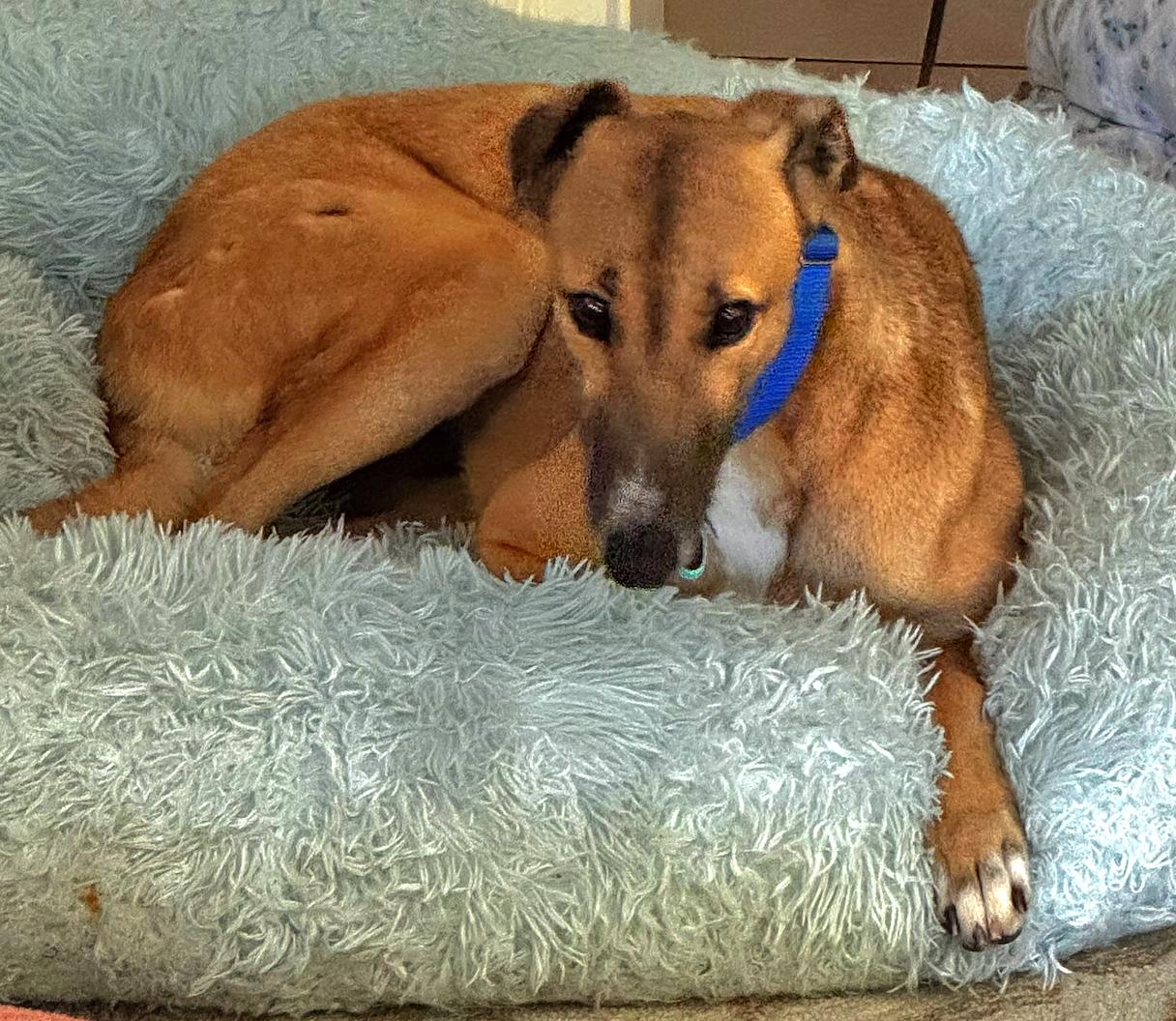 Enlarge Dancin Margot (Margot), a Adoptable Greyhound in Tarpon Springs, FL image 5/6