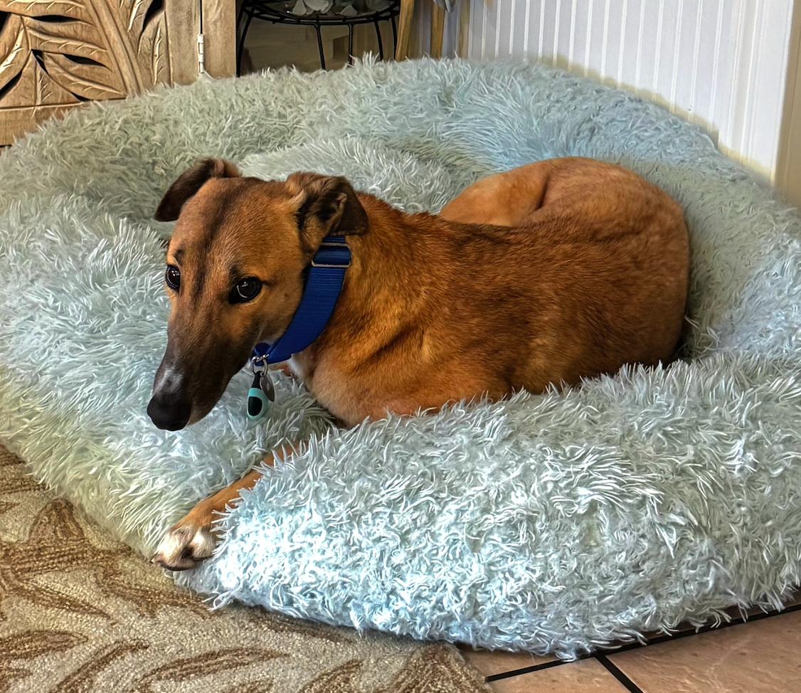 Enlarge Dancin Margot (Margot), a Adoptable Greyhound in Tarpon Springs, FL image 6/6