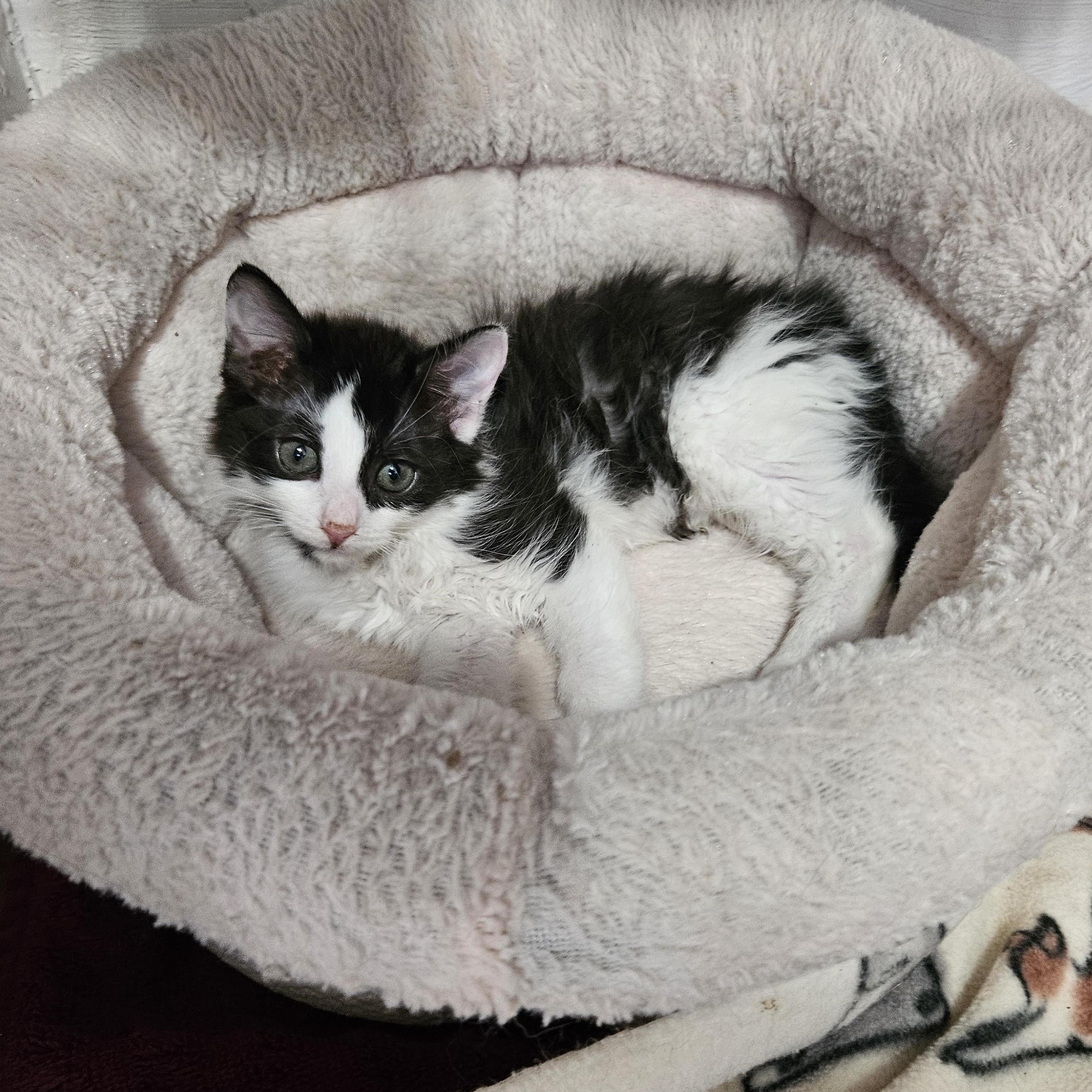 Enlarge Birch & Holly, an adopted Domestic Short Hair in Medfield, MA image 5/5