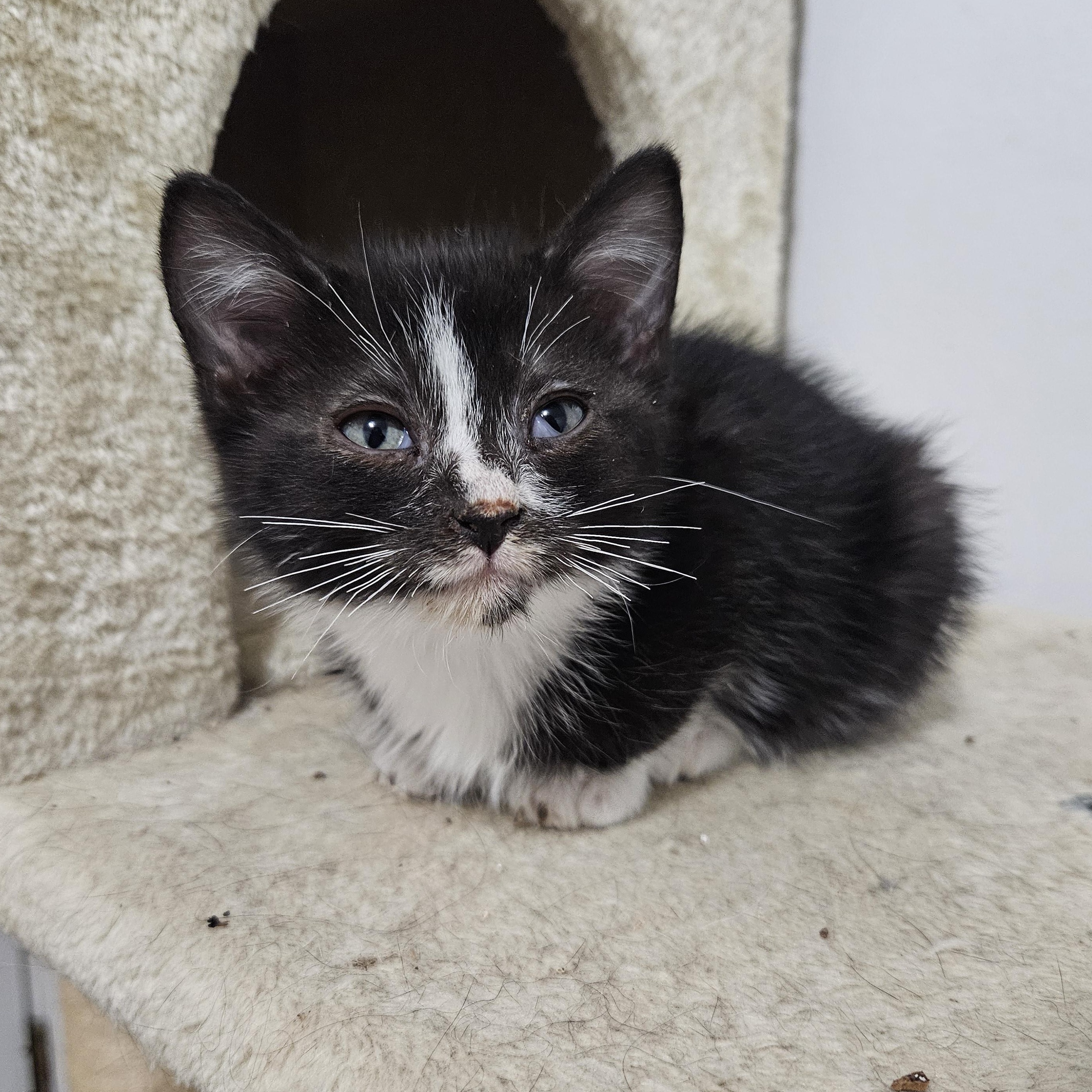 Enlarge Birch & Holly, an adopted Domestic Short Hair in Medfield, MA image 3/5