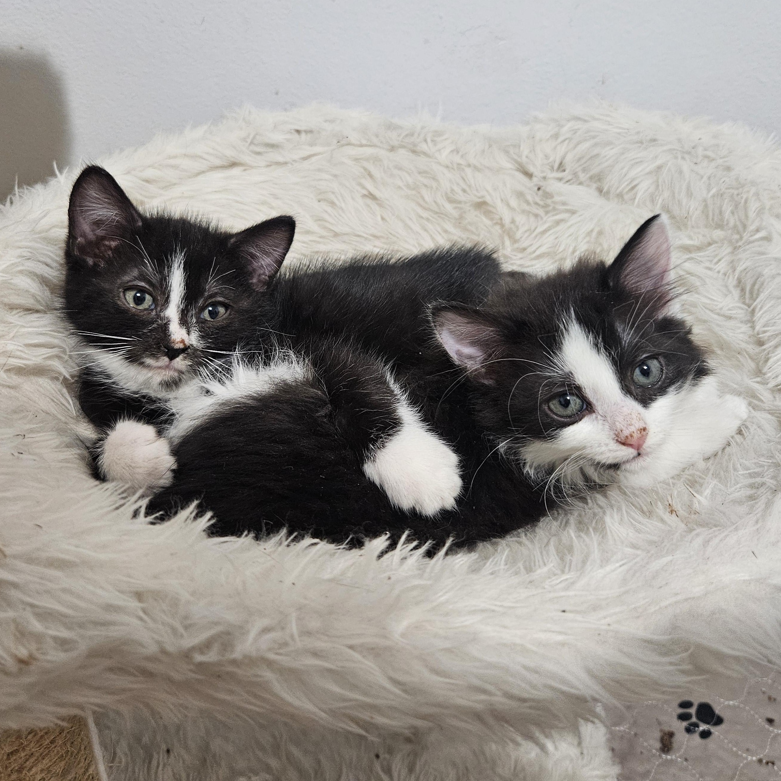 Enlarge Birch & Holly, an adopted Domestic Short Hair in Medfield, MA image 1/5