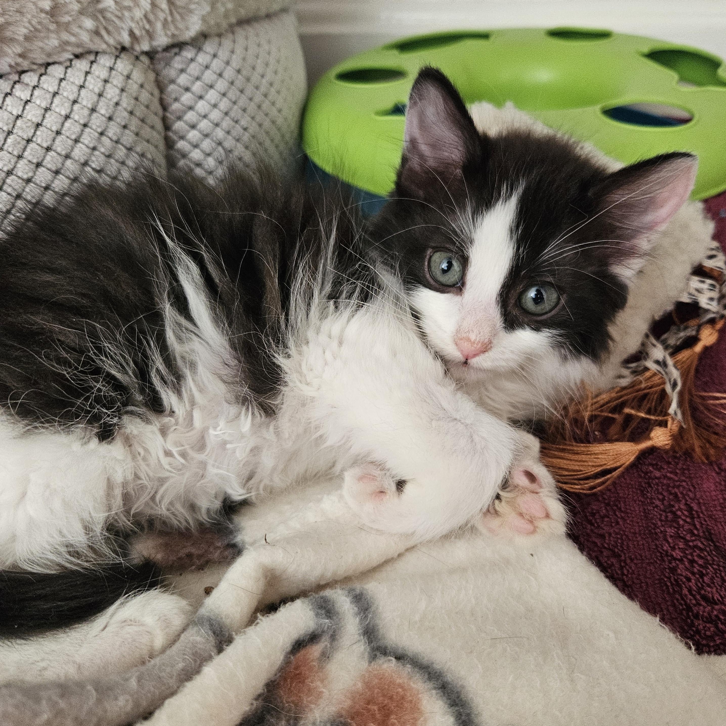 Enlarge Birch & Holly, an adopted Domestic Short Hair in Medfield, MA image 2/5