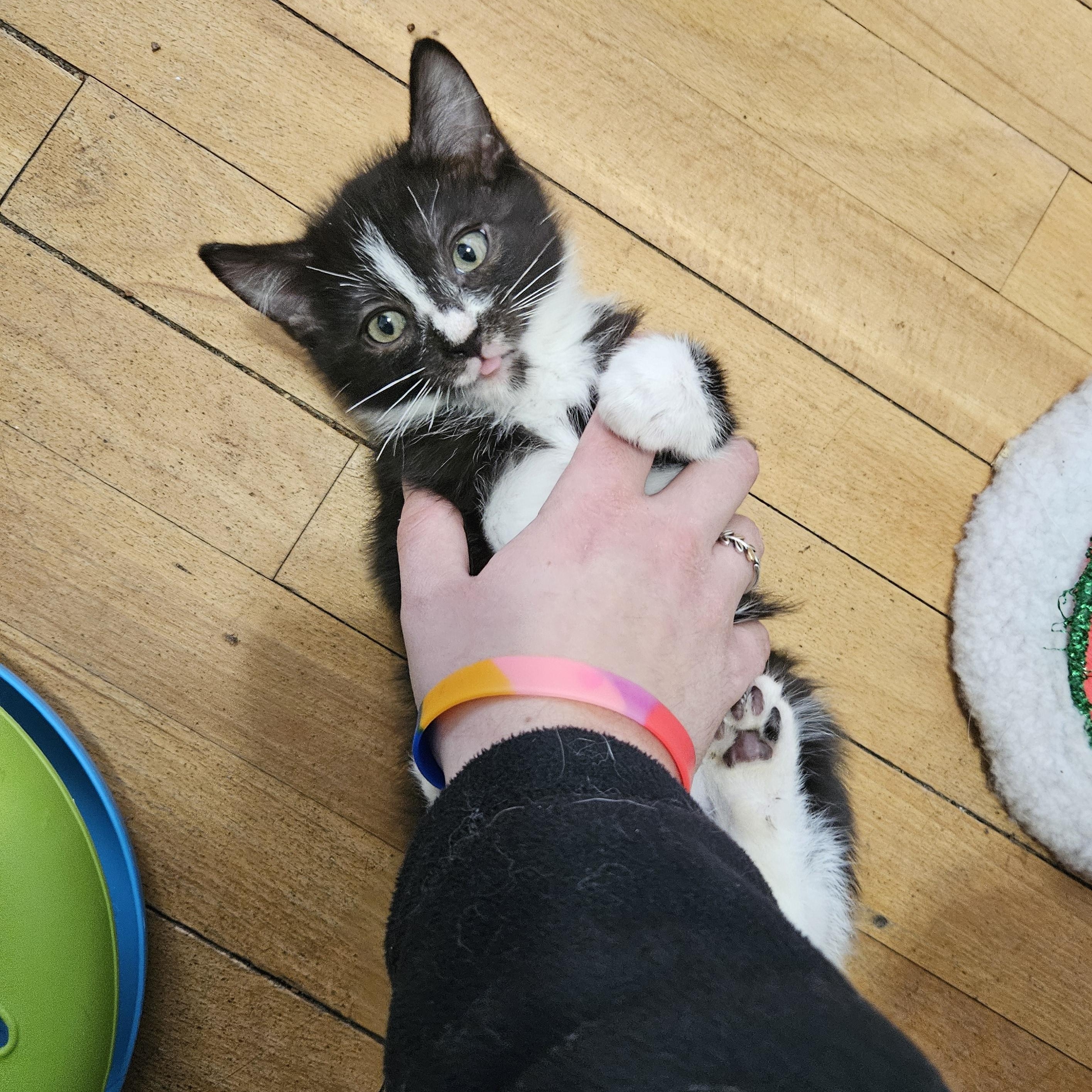Enlarge Birch & Holly, an adopted Domestic Short Hair in Medfield, MA image 4/5