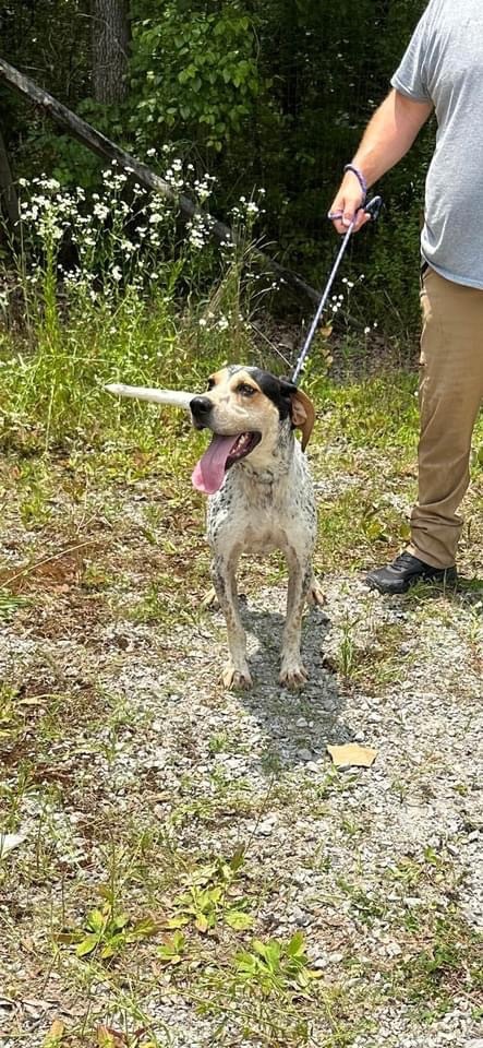 Rooster , Adopted, Adult Male Treeing Walker Coonhound.