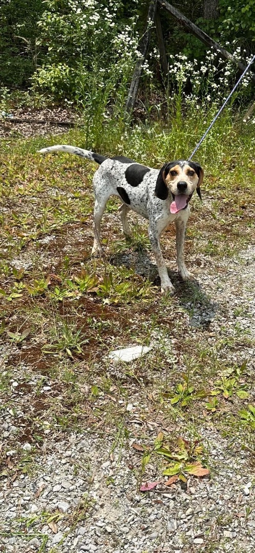 Rooster , a Adopted Treeing Walker Coonhound in Manchester, TN image 4/17