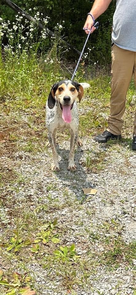 Rooster , a Adopted Treeing Walker Coonhound in Manchester, TN image 5/17