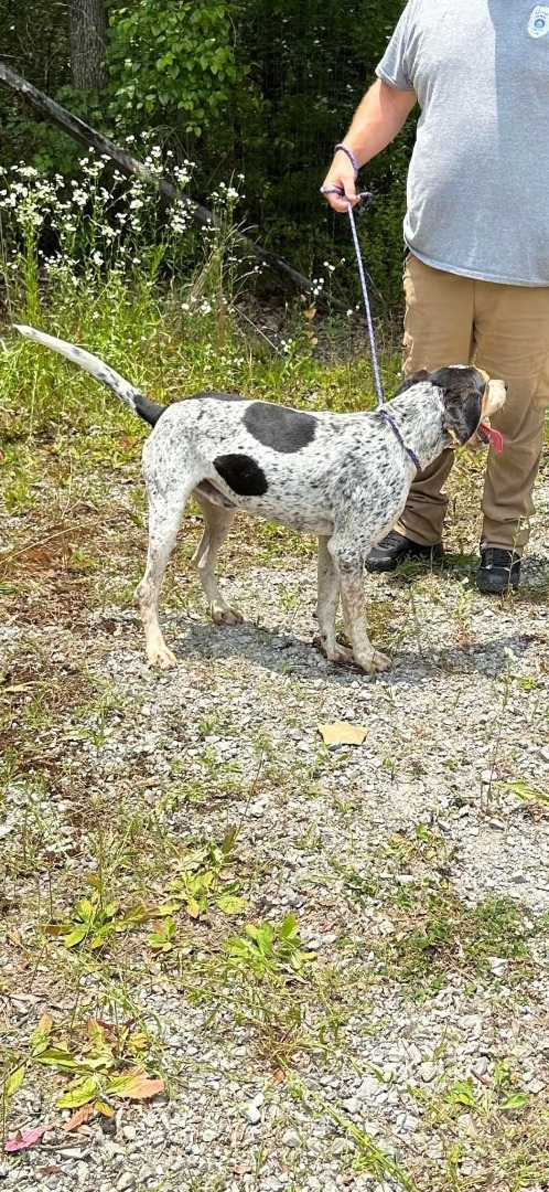 Rooster , a Adopted Treeing Walker Coonhound in Manchester, TN image 6/17