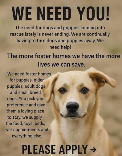 Enlarge Be A Hero, Become A Foster, a ADOPTABLE Mixed Breed in Collingswood, NJ image 4/4