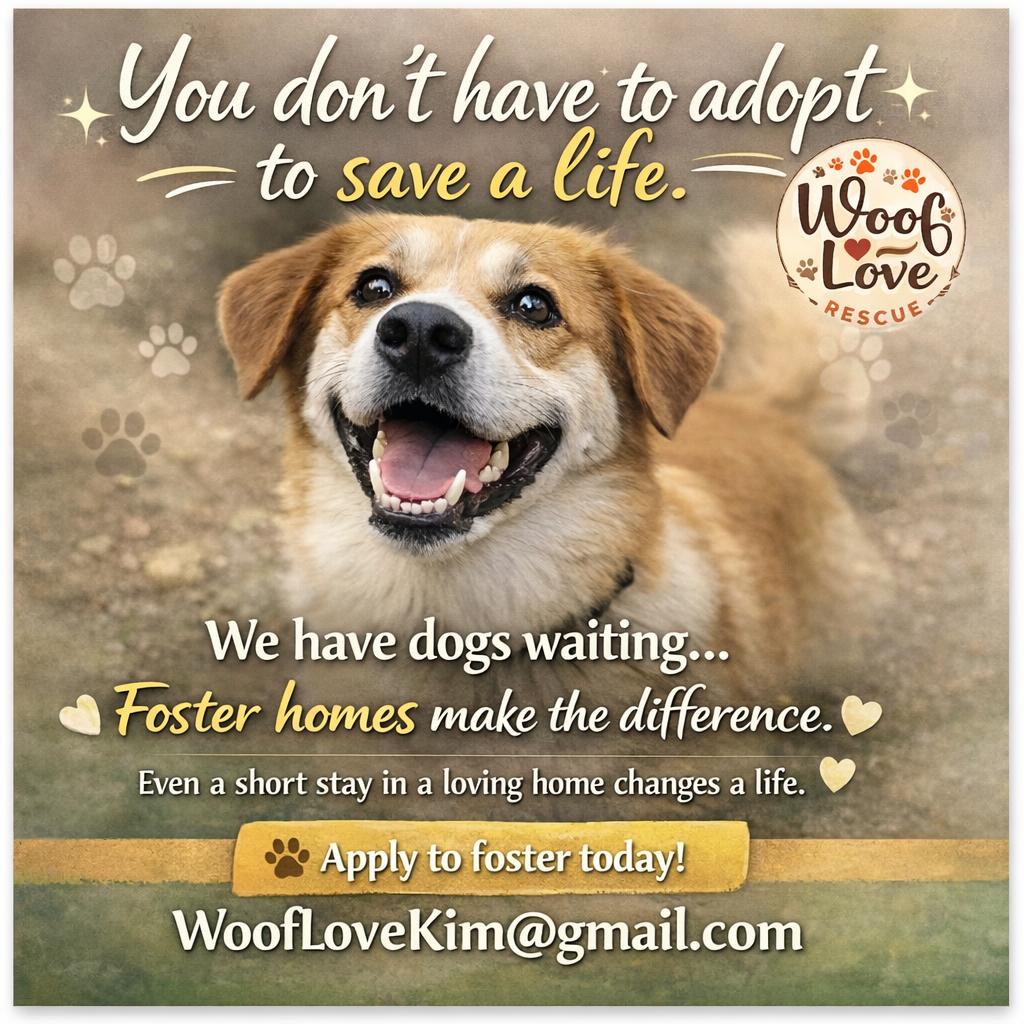 Enlarge Be A Hero, Become A Foster, a ADOPTABLE Mixed Breed in Collingswood, NJ image 2/4