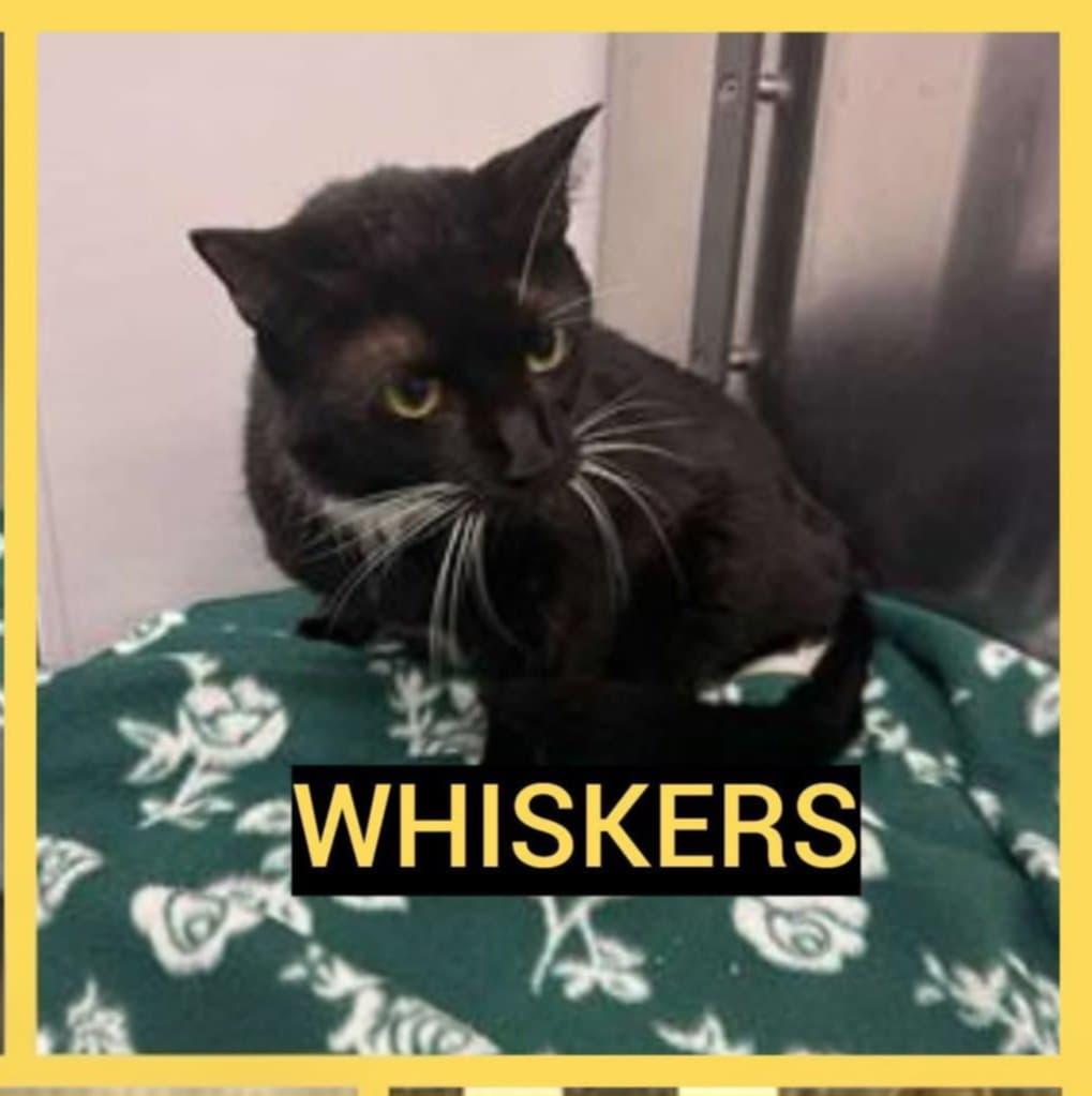 Whiskers, a Adoptable Domestic Short Hair in Warner Robins, GA image 1/2