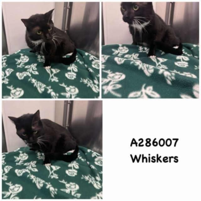 Whiskers thumbnail 2