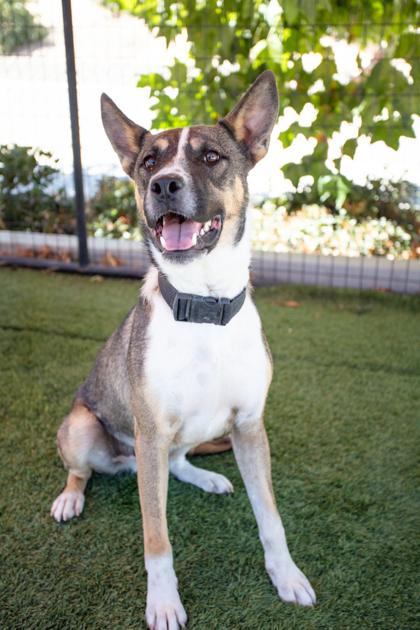 Enlarge Freddie aka Krypto the Magnificent, a Adoptable mixed breed in Lebec, CA image 2/2