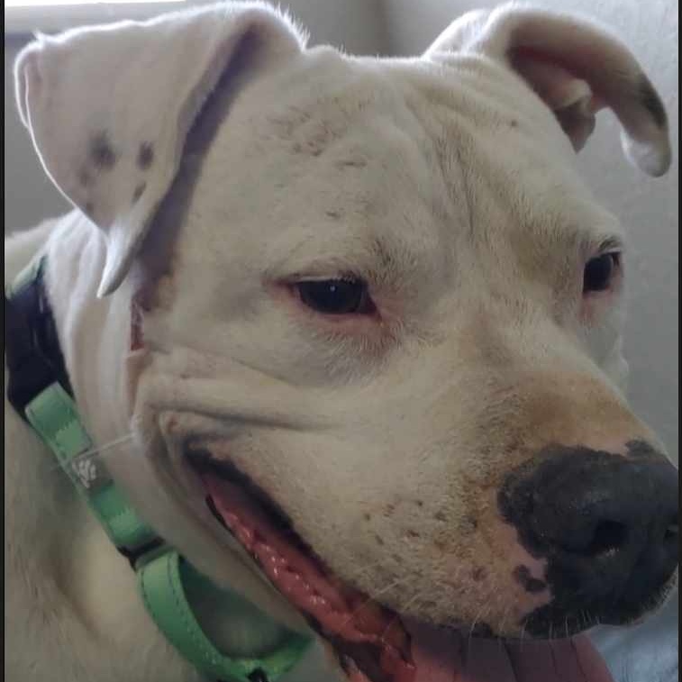 Dog for adoption Buddy, a Staffordshire Bull Terrier & American