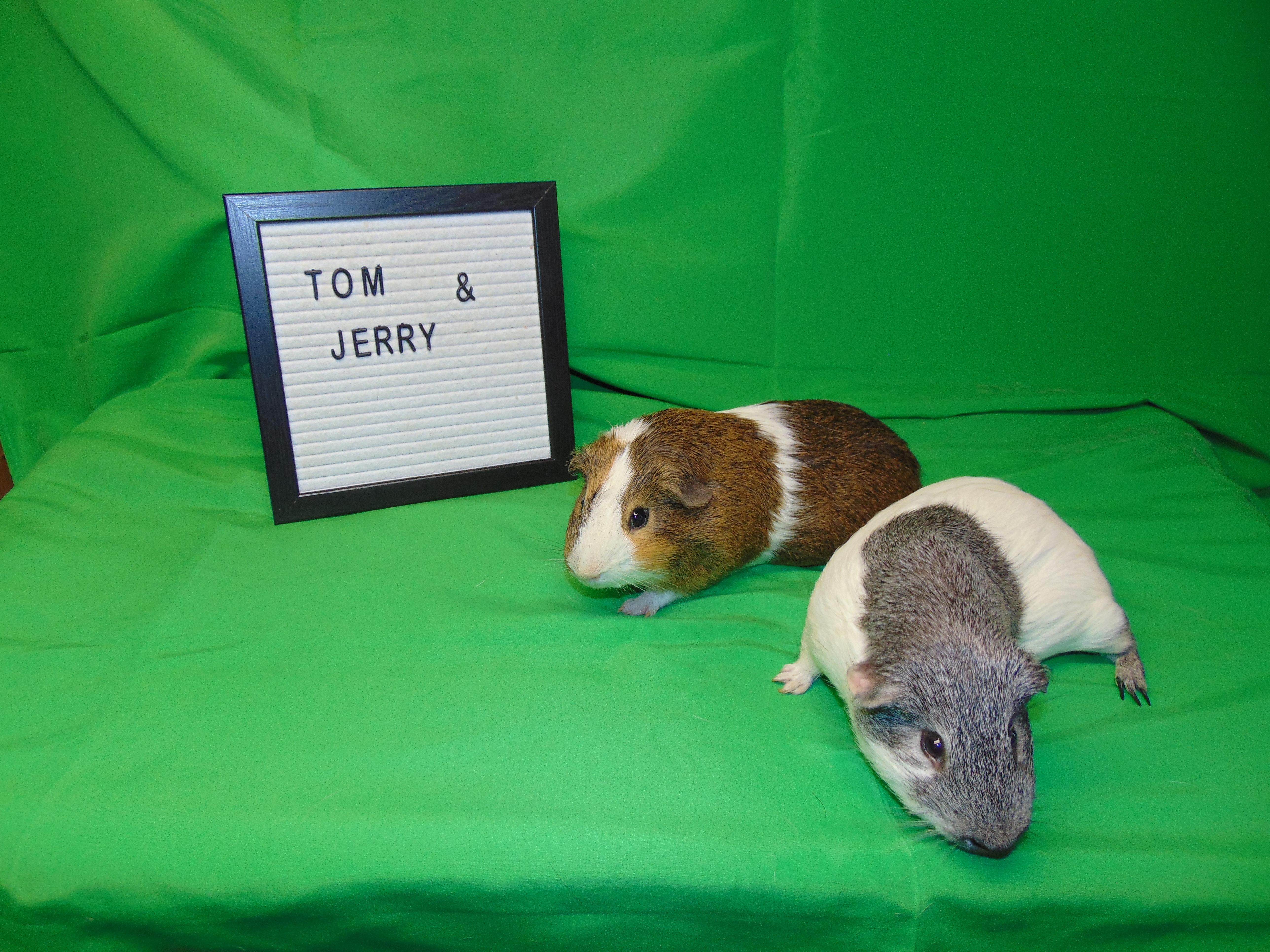 Tom and Jerry, Adult Male unknown