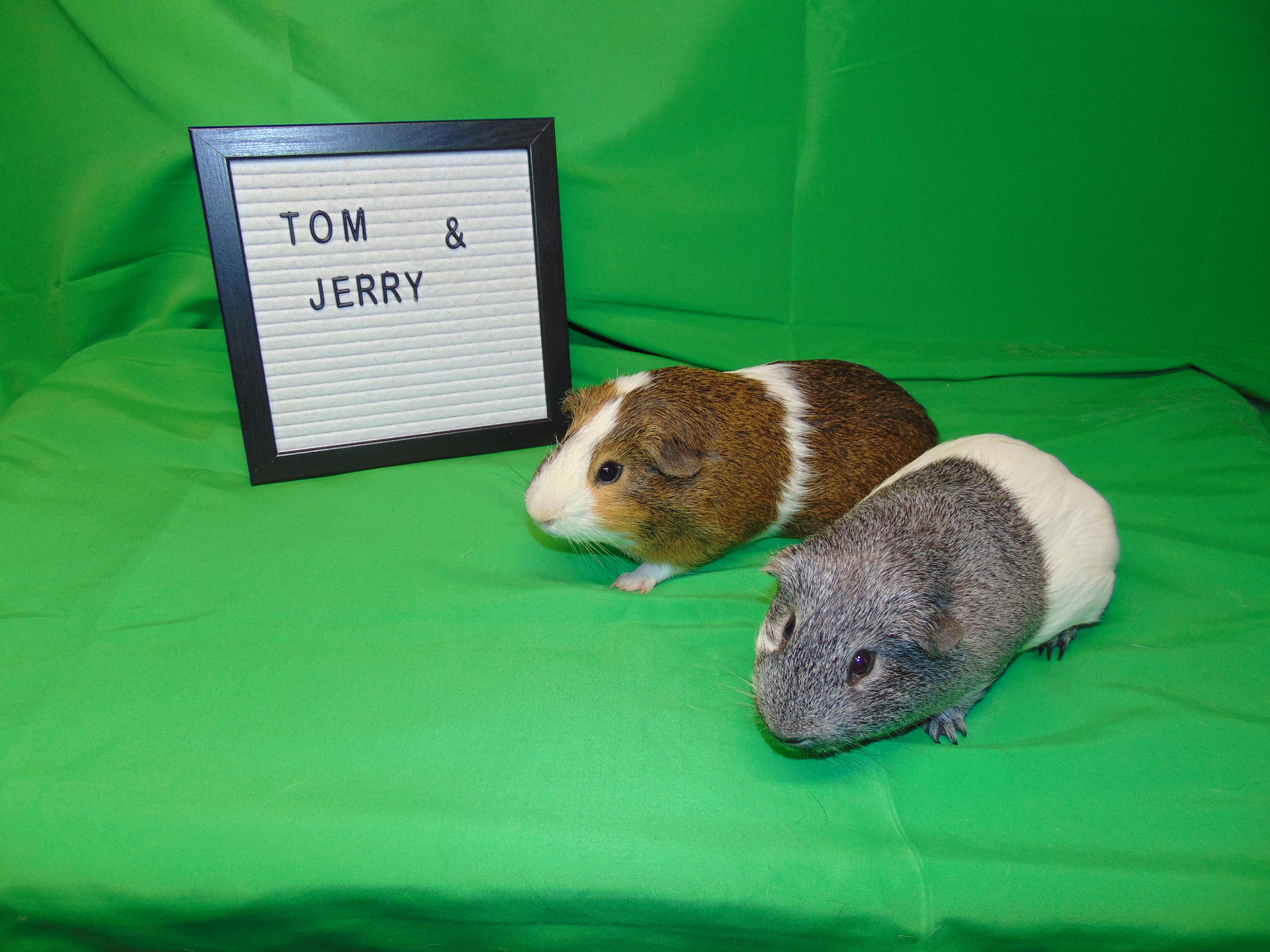 Tom and Jerry photo 4