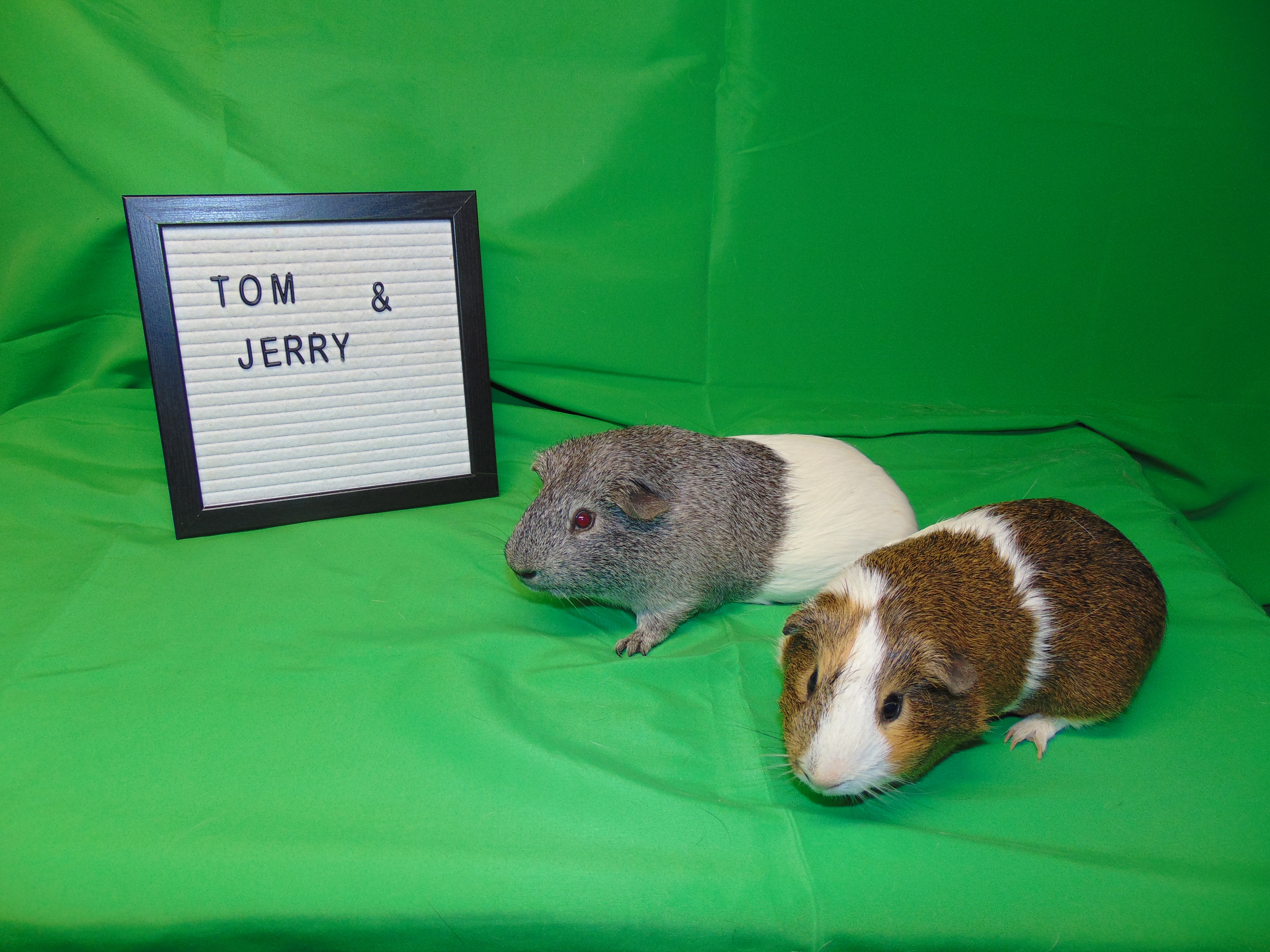 Tom and Jerry photo 5