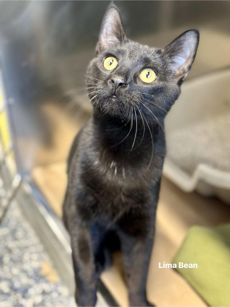Enlarge Lima Bean, a Adoptable Domestic Short Hair in Milltown, NJ image 1/1