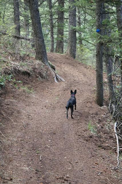 Enlarge Ebony, a Adoptable mixed breed in Montpelier, ID image 3/5
