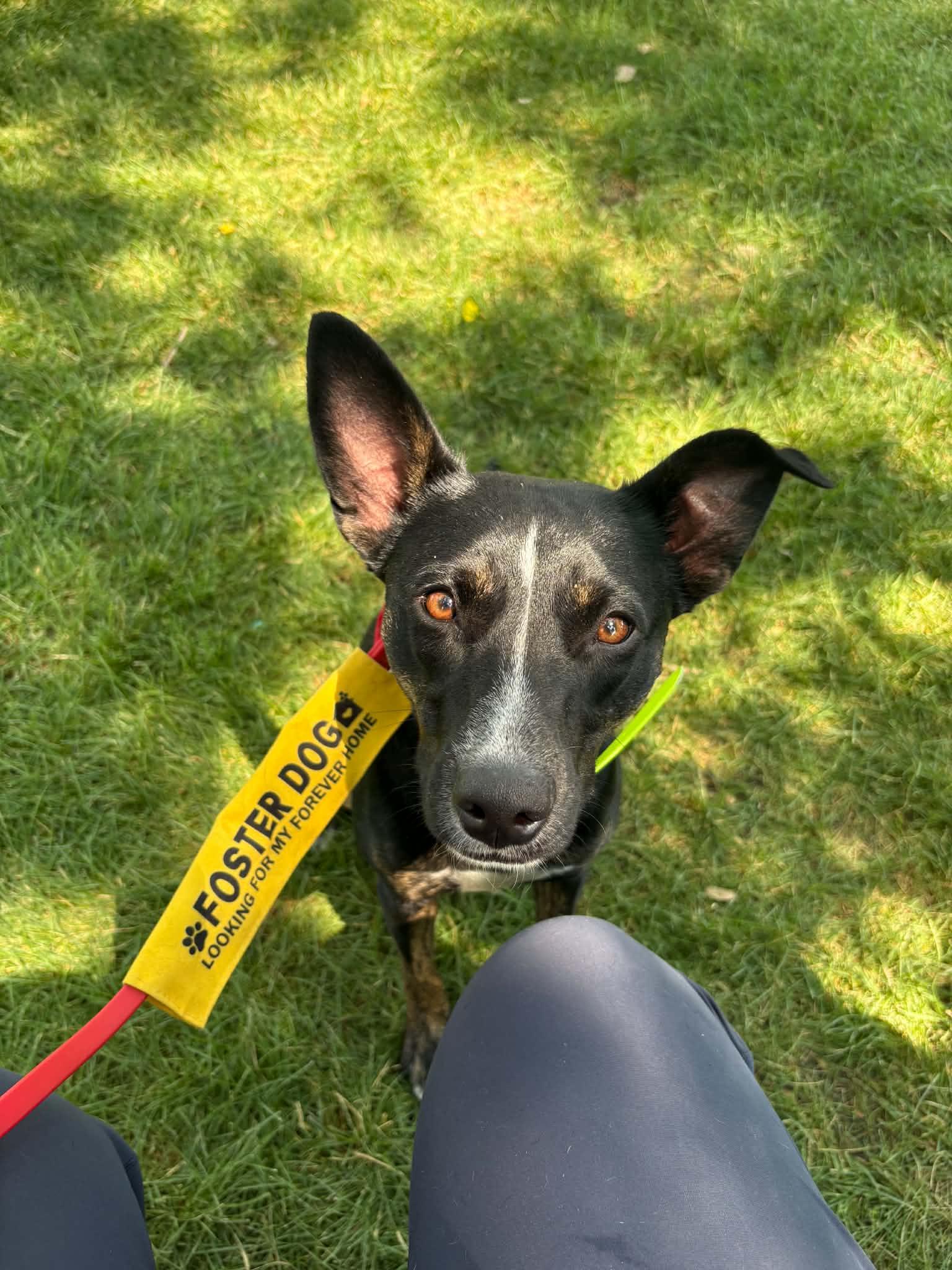 Enlarge Ebony, a Adoptable mixed breed in Montpelier, ID image 5/5
