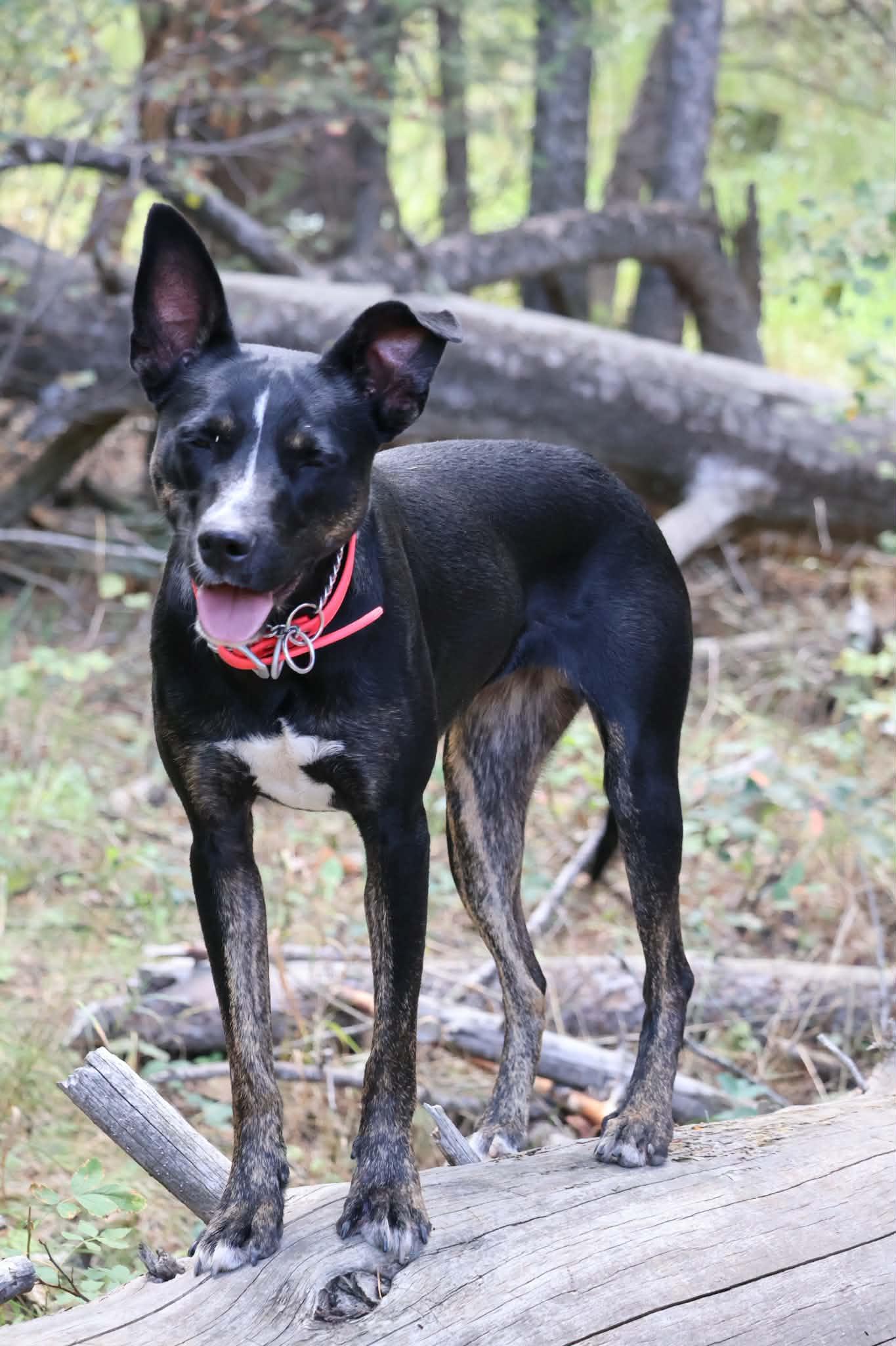 Ebony, Adoptable, Young Female Australian Kelpie.