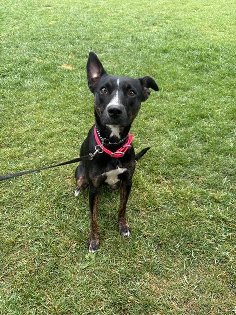 Enlarge Ebony, a Adoptable mixed breed in Montpelier, ID image 4/5