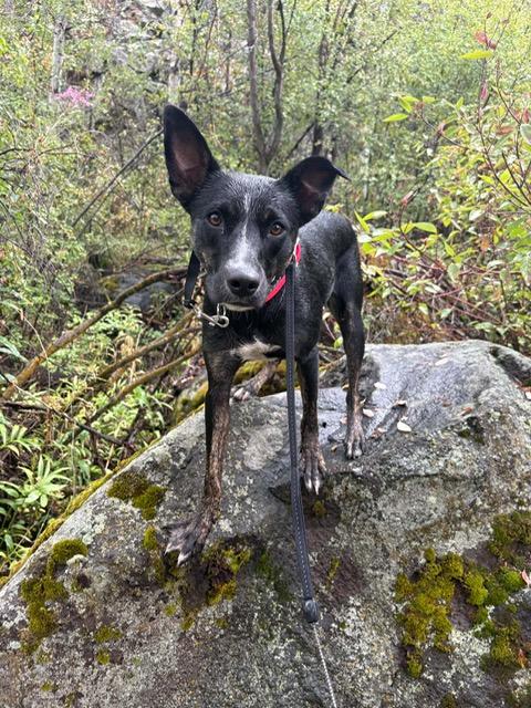 Enlarge Ebony, a Adoptable mixed breed in Montpelier, ID image 2/5