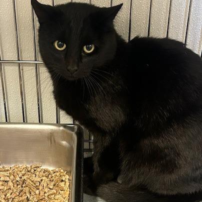 Enlarge Kabasa, a Adoptable Domestic Short Hair in Redwood City, CA image 1/2