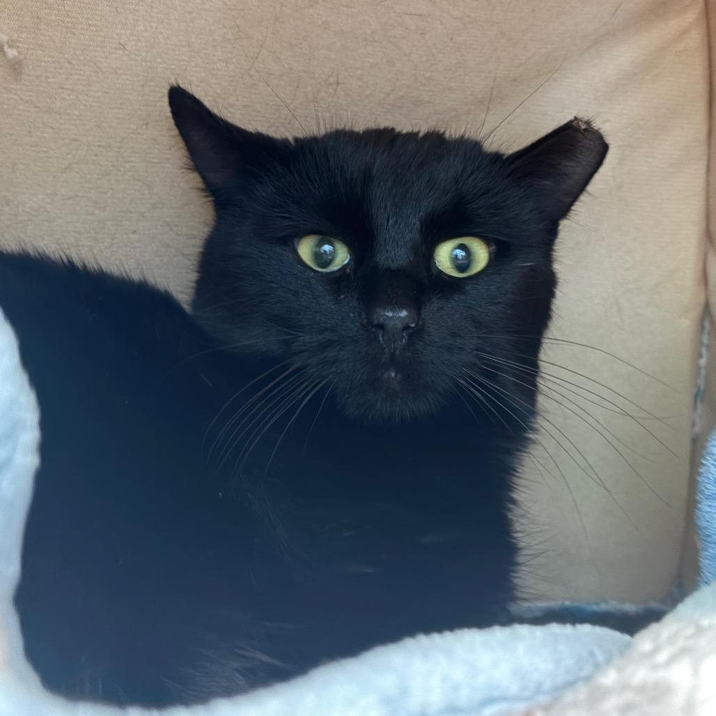 Enlarge Kabasa, a Adoptable Domestic Short Hair in Redwood City, CA image 2/2