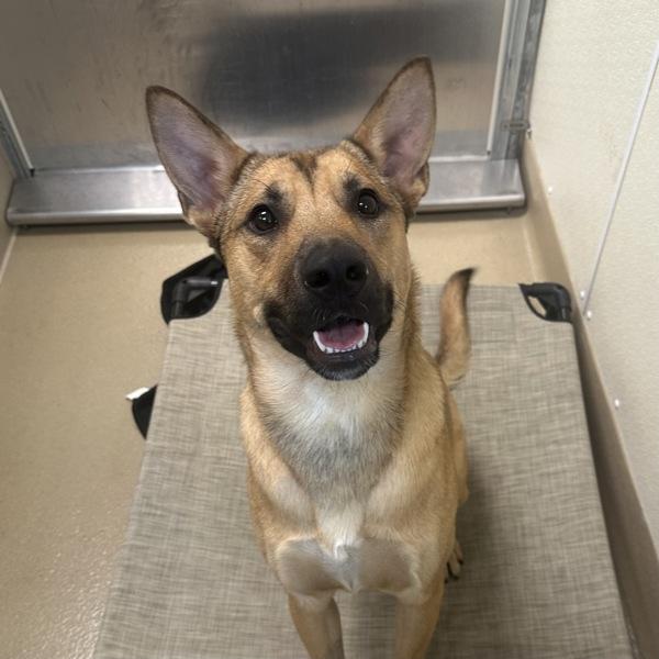 Enlarge Bearstein, a Adoptable mixed breed in Walnut Creek, CA image 1/2