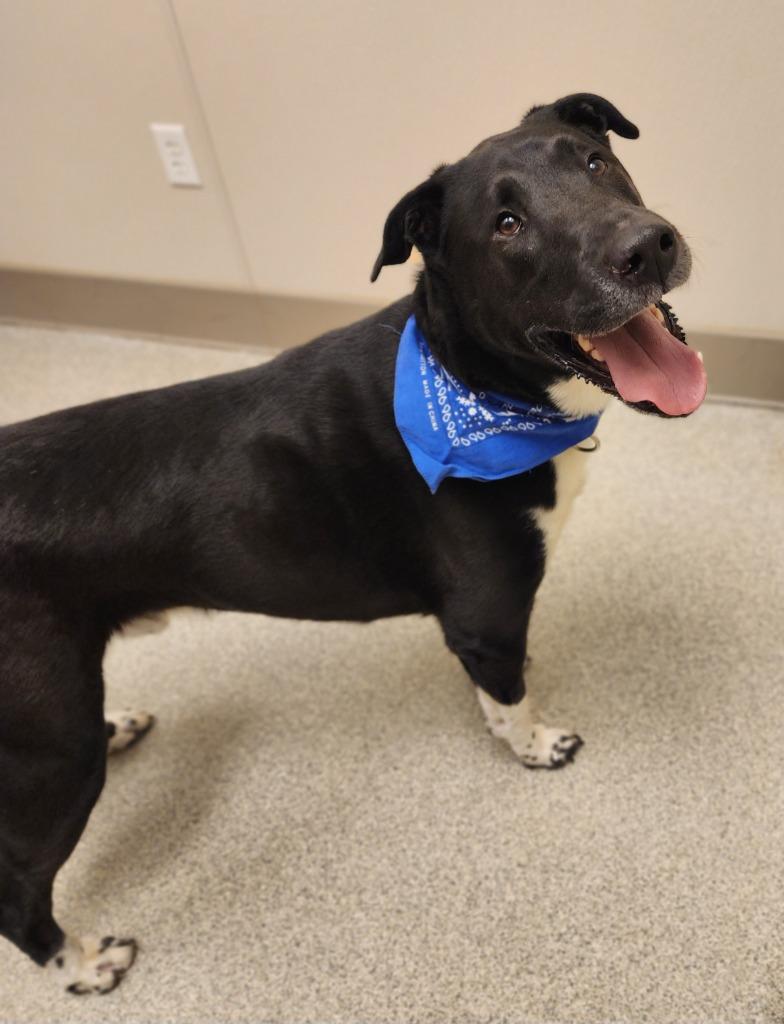 Loki, Adoptable, Adult Male Border Collie & Labrador Retriever.