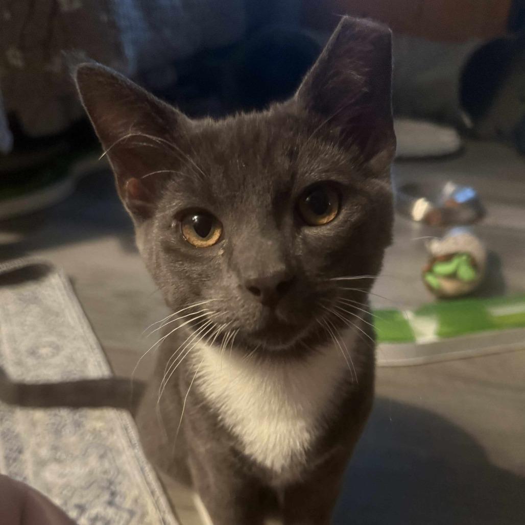 Enlarge Dennis, a Adoptable Domestic Short Hair in Toledo, OH image 1/1