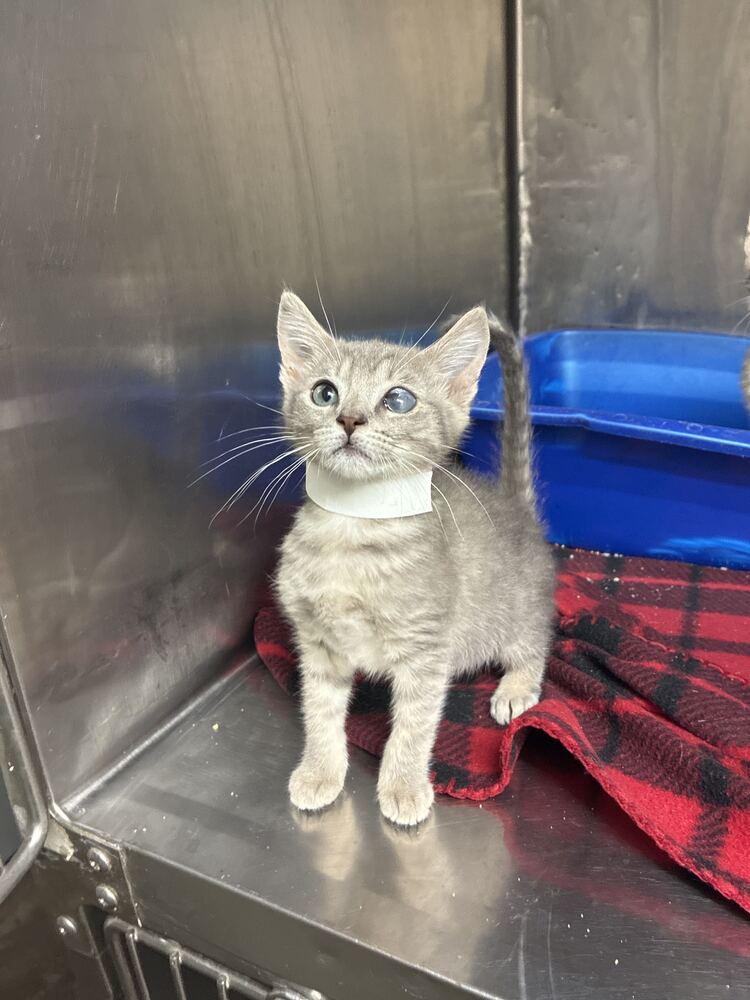 Sam, Adoptable, Kitten Male Domestic Short Hair.