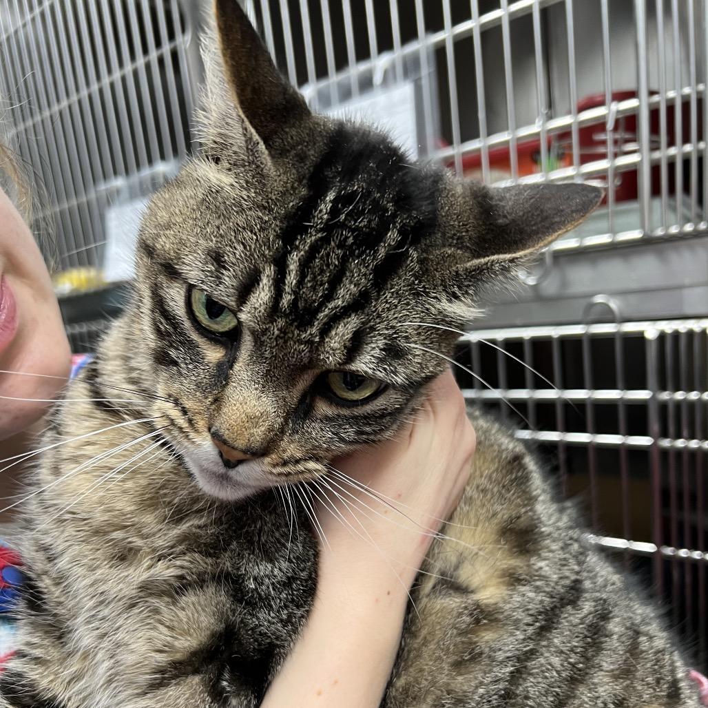 Enlarge Alpine, a Adoptable Domestic Short Hair in Abbotsford, BC image 1/4