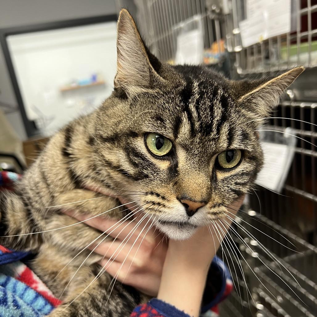 Enlarge Alpine, a Adoptable Domestic Short Hair in Abbotsford, BC image 2/4