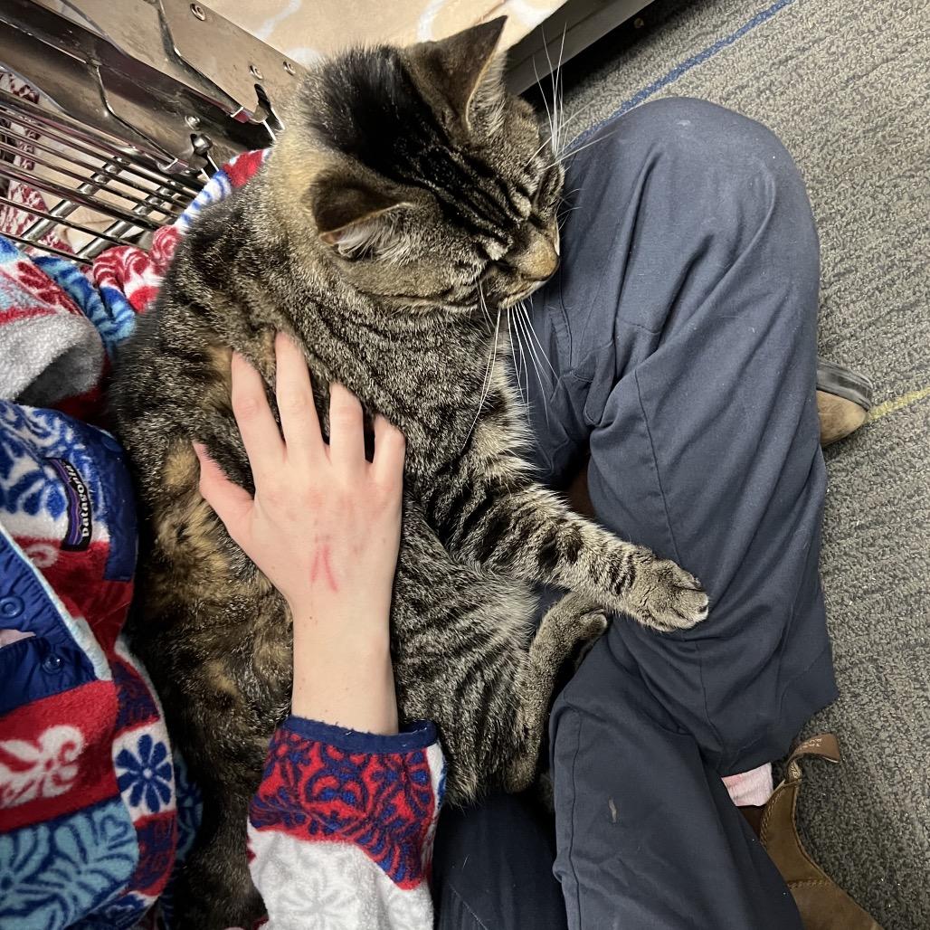 Enlarge Alpine, a Adoptable Domestic Short Hair in Abbotsford, BC image 3/4