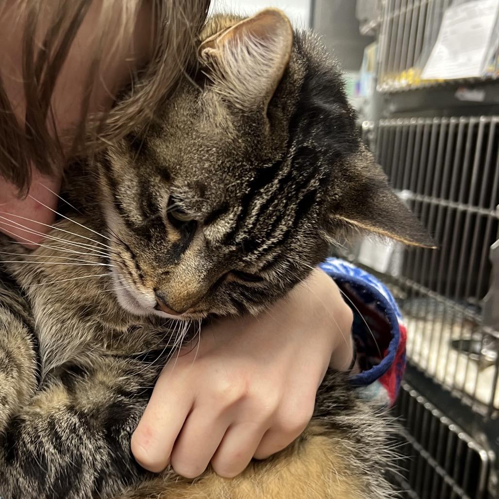 Enlarge Alpine, a Adoptable Domestic Short Hair in Abbotsford, BC image 4/4