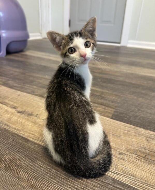 Twister, adoptable, Kitten Male Domestic Short Hair.