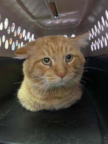 61783621, Adoptable, Kitten Male Domestic Short Hair.