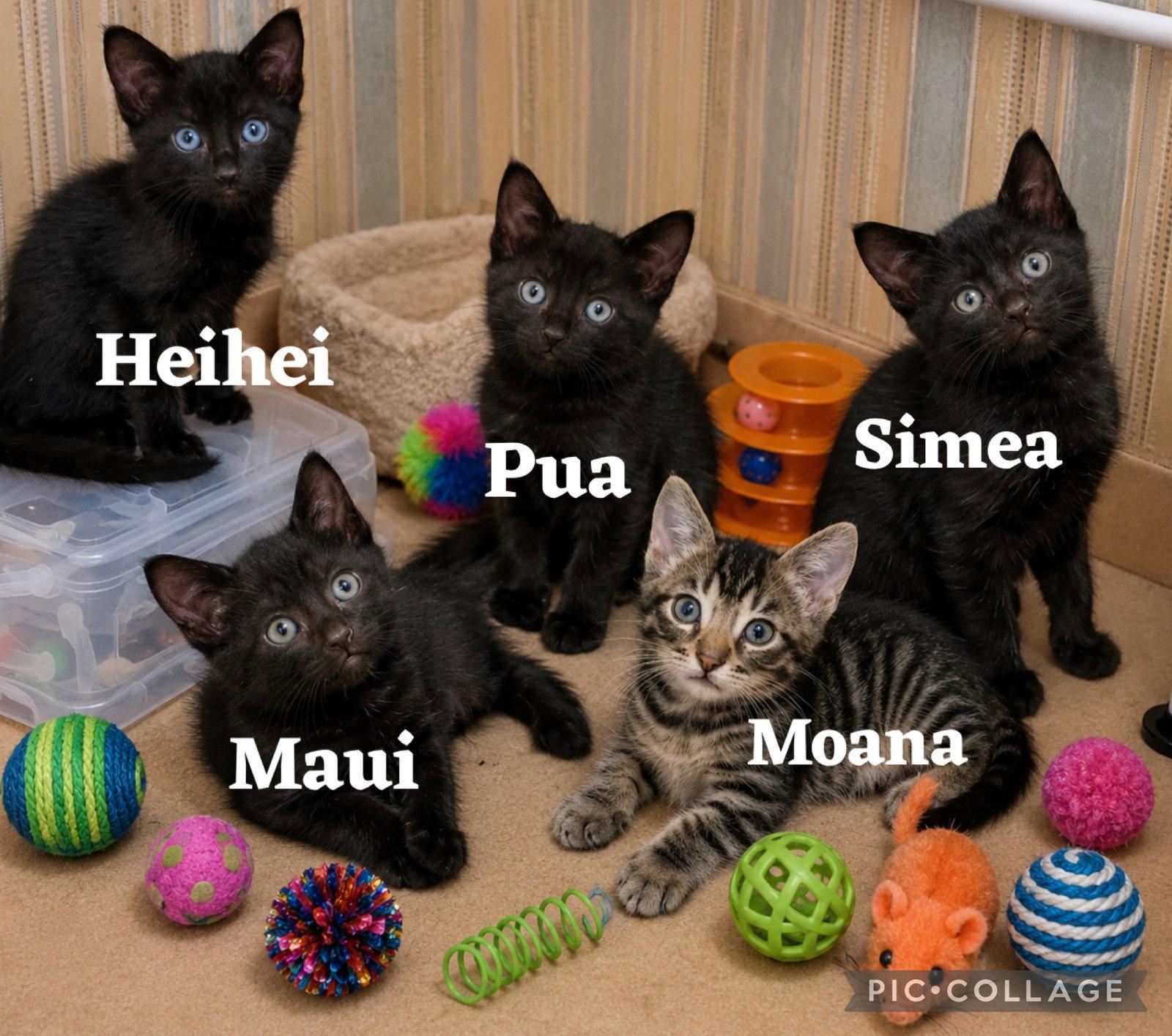Enlarge Simea, a Adoptable Domestic Short Hair in Queen Creek, AZ image 1/1