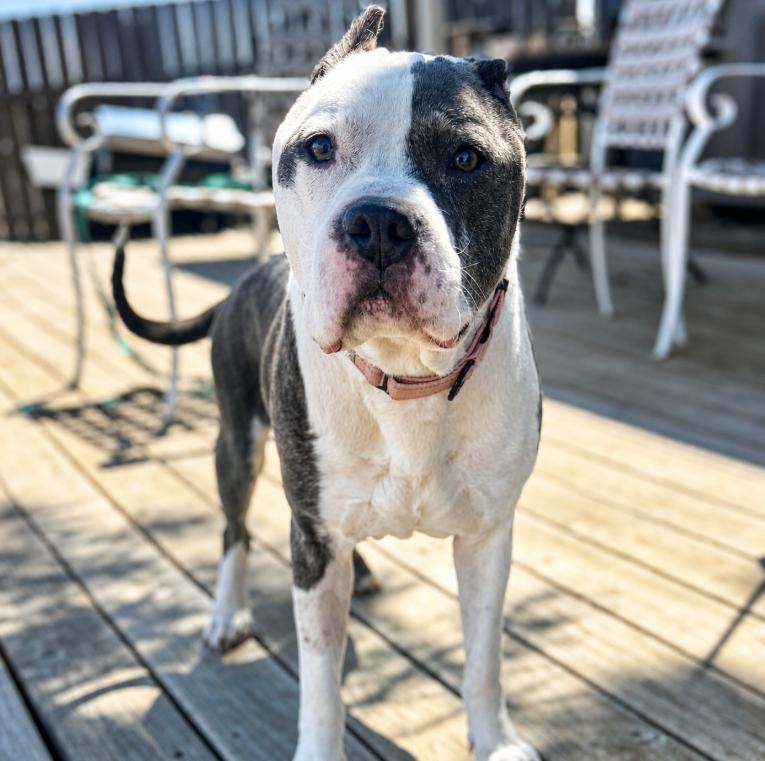 Hugo, ADOPTABLE, Senior Male Pit Bull Terrier & Mixed Breed.
