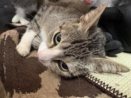 MISTY, Adoptable, Adult Female Domestic Short Hair.