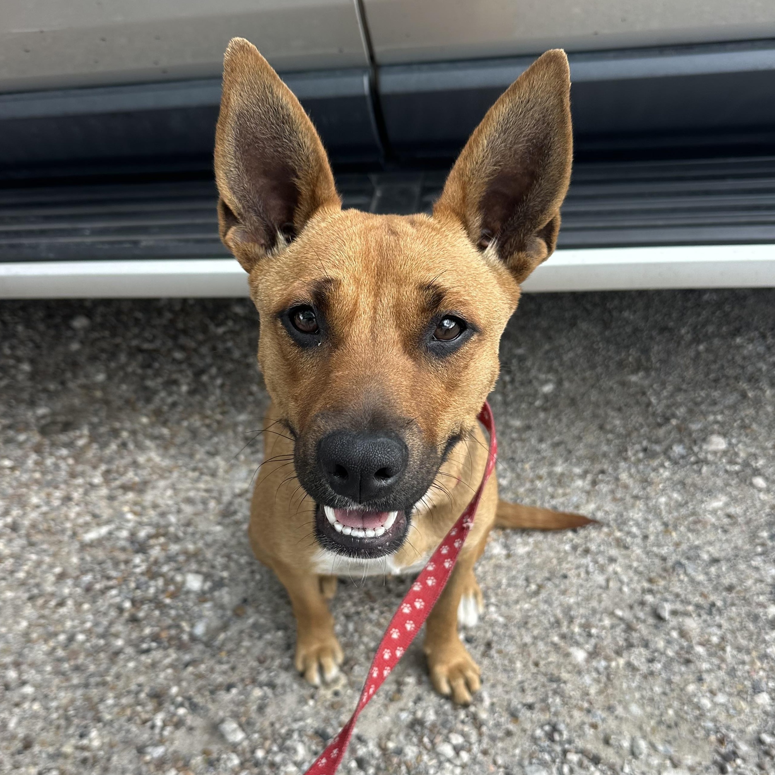 Enlarge Penelope, a Adoptable mixed breed in Wausau, WI image 3/3