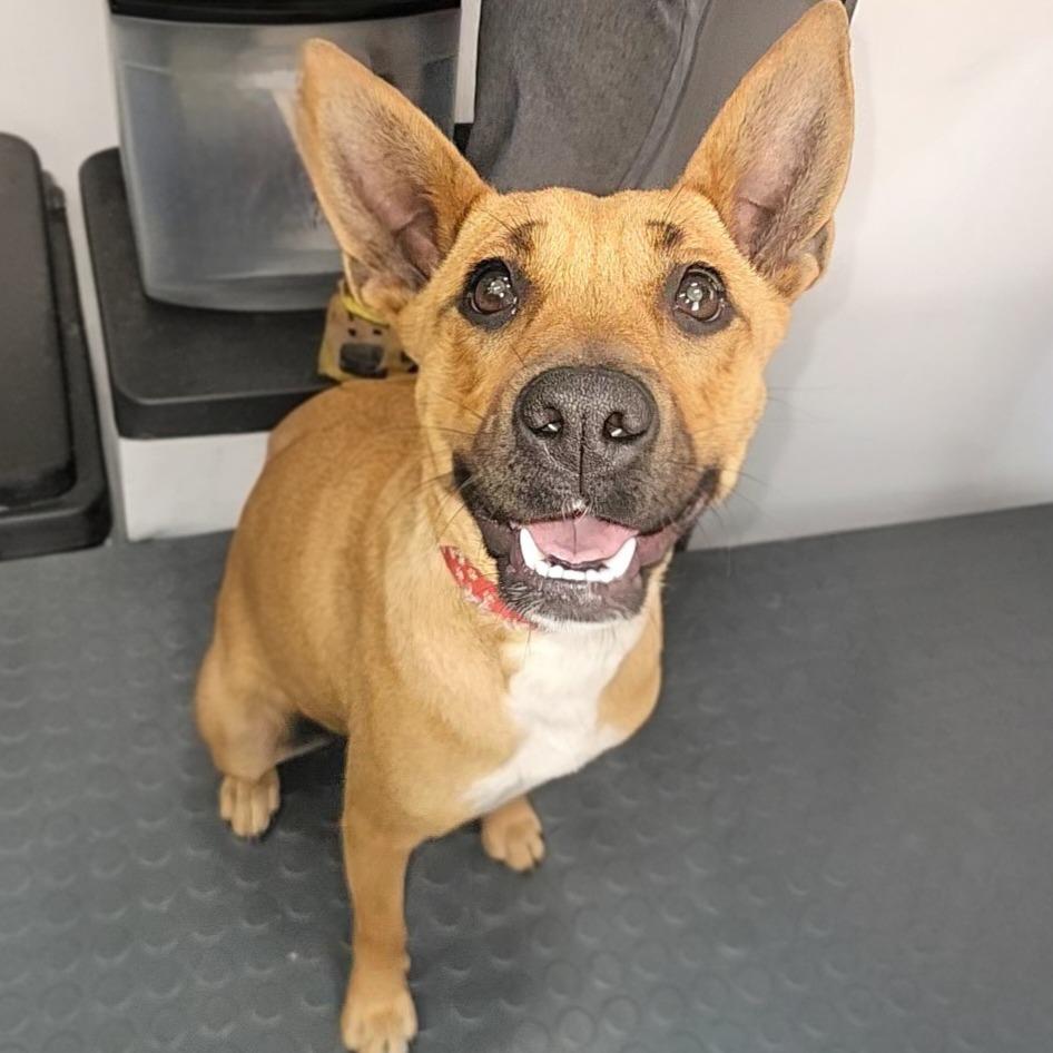 Enlarge Penelope, a Adoptable mixed breed in Wausau, WI image 1/3