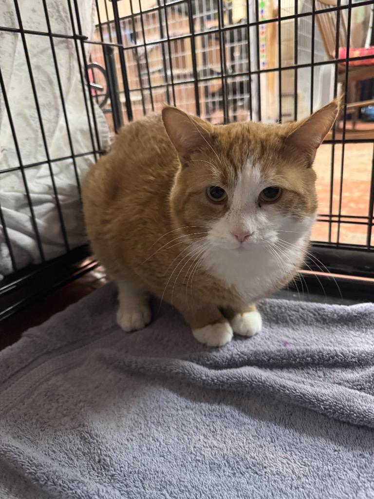 Flash, Adoptable, Adult Male Domestic Short Hair.