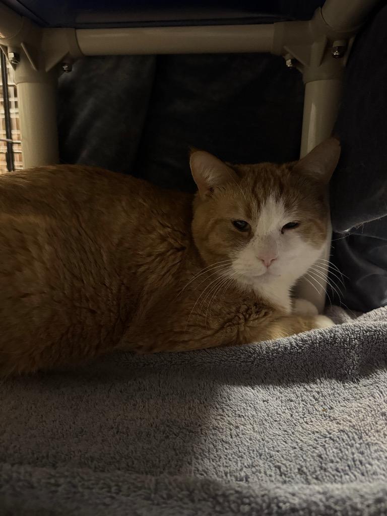 Enlarge Flash, a Adoptable mixed breed in Olean, NY image 4/6