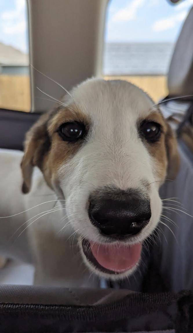 JJ, a Adoptable mixed breed in Pflugerville, TX image 4/6