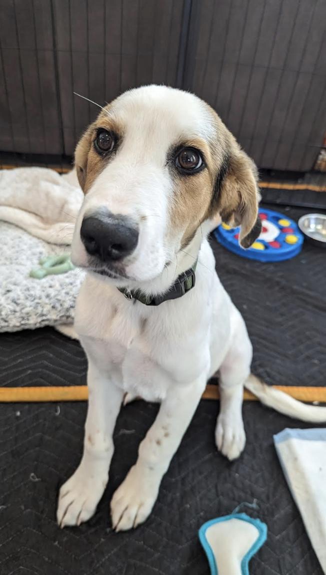 JJ, a Adoptable mixed breed in Pflugerville, TX image 6/6