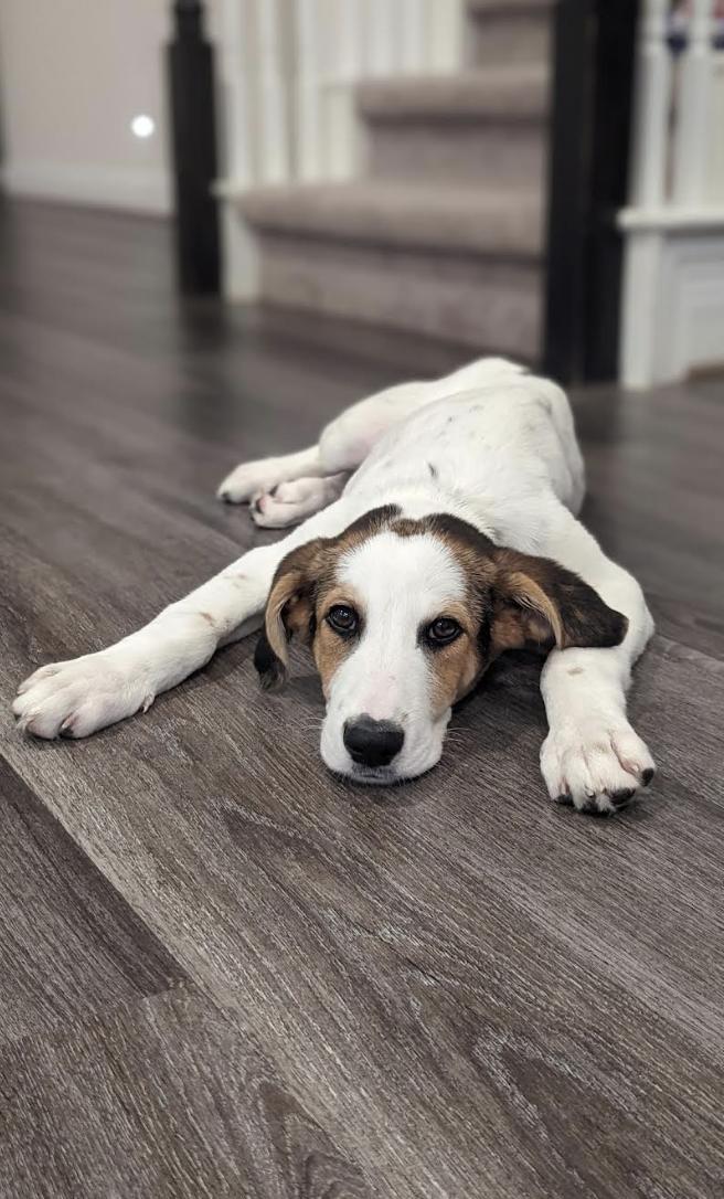 JJ, a Adoptable mixed breed in Pflugerville, TX image 1/6